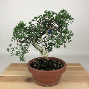~ ^ IB  21cm ς Juniperus chinensis VpN W VqmL Ύ Ϗܗp i 