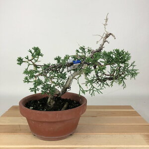 ~ ^ IB  18cm ς Juniperus chinensis VpN W VqmL Ύ Ϗܗp i i 