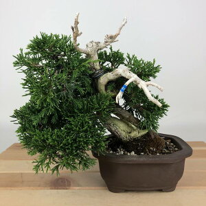 ~ ^  18cm ς Juniperus chinensis VpN W V qmL Ύ Ϗܗp i i