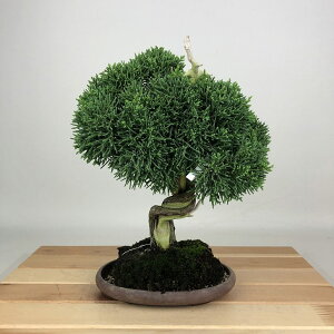 ~ ^  25cm ς Juniperus chinensis VpN W V qmL Ύ Ϗܗp i