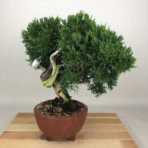 ~ ^  25cm ς Juniperus chinensis VpN W V qmL Ύ Ϗܗp i