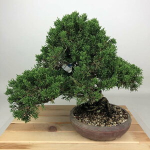 ~ ^  29cm ς Juniperus chinensis VpN W V qmL Ύ Ϗܗp i