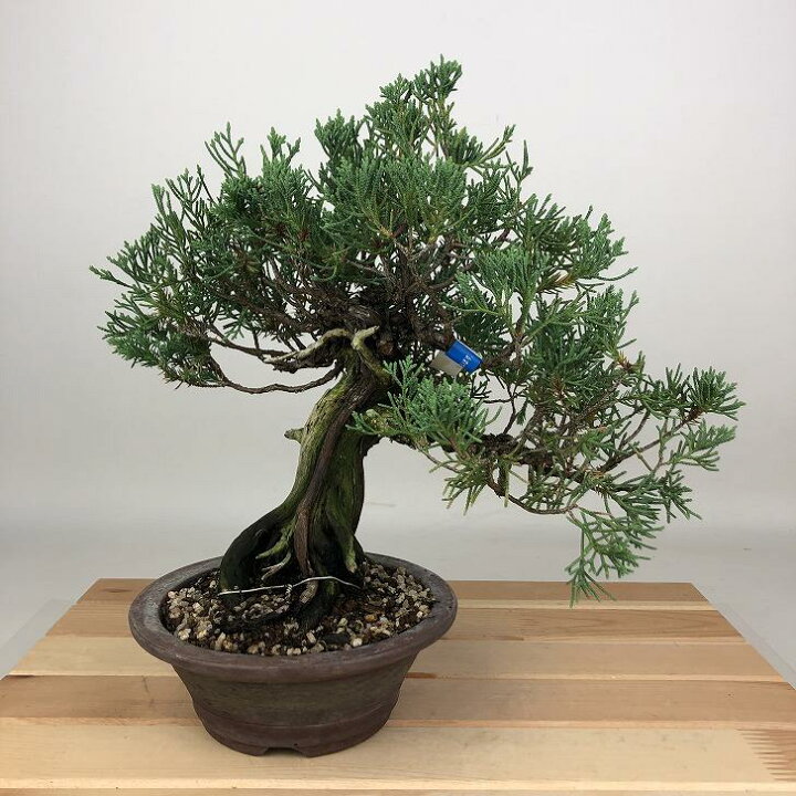 楽天市場】盆栽 真柏 樹高 約24cm しんぱく Juniperus chinensis 