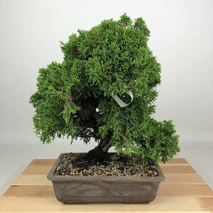 ~ ^  26cm ς Juniperus chinensis VpN qmL Ύ Ϗܗp i