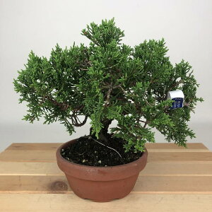 ~ ^  16cm ς Juniperus chinensis VpN qmL Ύ Ϗܗp i i 