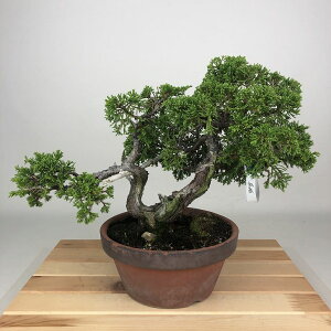 ~ ^  21cm ς Juniperus chinensis VpN W V qmL Ύ Ϗܗp i 