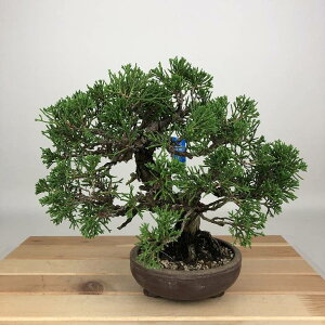 ~ ^  21cm ς Juniperus chinensis VpN W V qmL Ύ ӏܗp Ϗܗp i