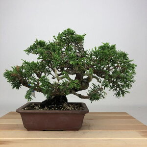 ~ ^  18cm ς Juniperus chinensis VpN W V qmL Ύ ӏܗp Ϗܗp i i