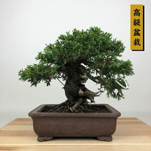 ~ ^  18cm ς ~ Juniperus chinensis VpN W V qmL Ύ ӏܗp Ϗܗp i i