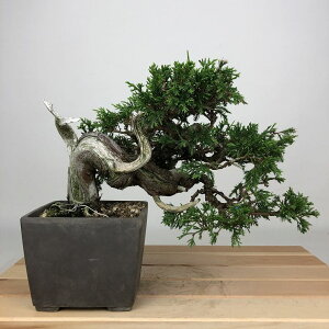~ ^  16cm ς Juniperus chinensis VpN W V qmL Ύ ӏܗp Ϗܗp i i