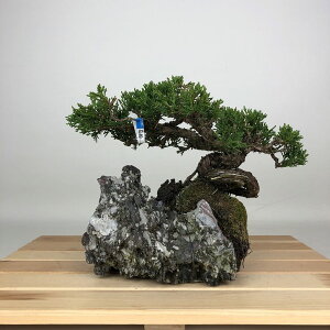 �~�� �^�� ���� ��12cm ����ς� Juniperus chinensis �V���p�N �Εt�� �W�� �V���� �q�m�L�� ��Ύ� �ӏ� �Ϗܗp ���i ���i