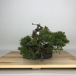 �~�� �^�� ���� �㉺ ��17cm ����ς� Juniperus chinensis �V���p�N �W�� �V���� �q�m�L�� ��Ύ� �ӏ� �Ϗܗp ���i ���i ��������