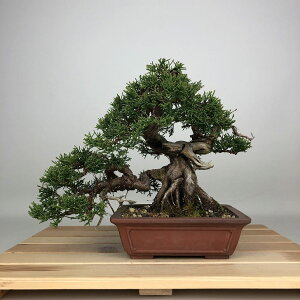 �~�� �^�� ���� �㉺ ��19cm ����ς� Juniperus chinensis �V���p�N �W�� �V���� �q�m�L�� ��Ύ� �ӏ� �Ϗܗp ���i ���i