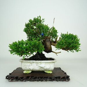�~�� �^�� ���� ��13cm ����ς� Juniperus chinensis �V���p�N �W�� �V���� �q�m�L�� ��Ύ� �ӏ� �Ϗܗp ���i ���i ��������