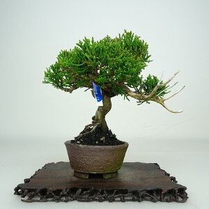 �~�� �^�� ���� ��14cm ����ς� Juniperus chinensis �V���p�N �W�� �V���� �q�m�L�� ��Ύ� �ӏ� �Ϗܗp ���i ���i ��������