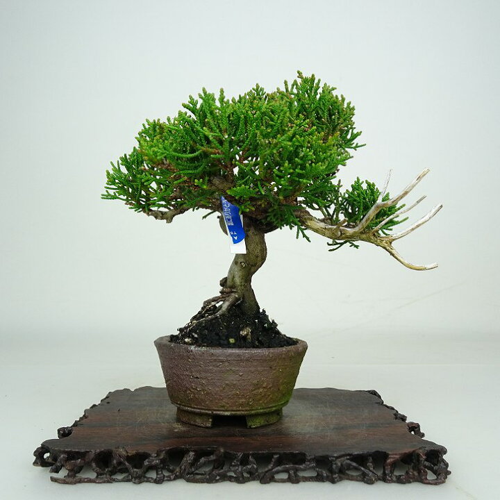 楽天市場】盆栽 真柏 樹高 約14cm しんぱく Juniperus chinensis 