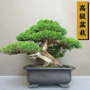 ~ ^   27cm ς ~ Juniperus chinensis VpN gW Vh qmL Ύ ӏܗp Ϗܗp i