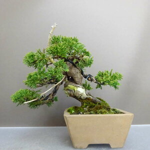 ~ ^   17cm ς Juniperus chinensis VpN gW Vh qmL Ύ ӏܗp Ϗܗp i i