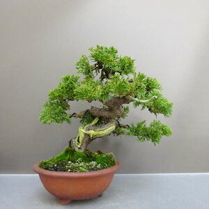~ ^   20cm ς Juniperus chinensis VpN gW Vh qmL Ύ ӏܗp Ϗܗp i i