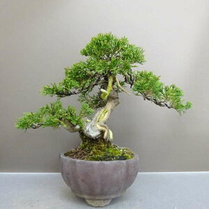 ~ ^   19cm ς Juniperus chinensis VpN gW Vh qmL Ύ ӏܗp Ϗܗp i i
