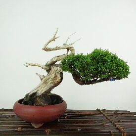 盆栽 真柏 樹高 約16cm しんぱく Juniperus chinensis シンパク “ジン シャリ” ヒノキ科 常緑樹 観賞用 小品 現品