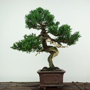 ~ ^  24cm ς Juniperus chinensis VpN gW Vh qmL Ύ Ϗܗp i