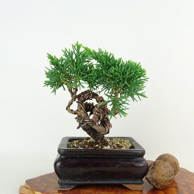 盆栽 真柏 樹高 約10cm しんぱく Juniperus chinensis シンパク ヒノキ科 常緑樹 観賞用 小品 現品 送料無料