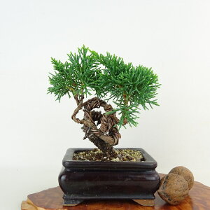 ~ ^  10cm ς Juniperus chinensis VpN qmL Ύ Ϗܗp i i 