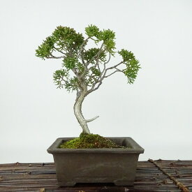 盆栽 真柏 樹高 約18cm しんぱく Juniperus chinensis シンパク “ジン シャリ” ヒノキ科 常緑樹 観賞用 小品 現品 送料無料