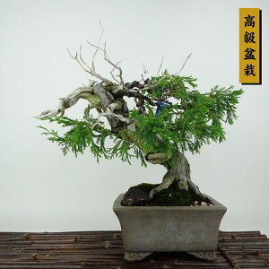 ~ ^  25cm ς ~ Juniperus chinensis VpN gW Vh qmL Ύ Ϗܗp i