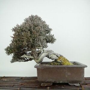 ~ ^  25cm ς Juniperus chinensis VpN W V qmL Ύ Ϗܗp i