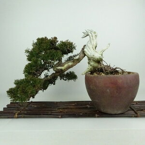 ~ ^  ㉺ 30cm ς Juniperus chinensis VpN W V qmL Ύ Ϗܗp i