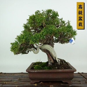~ ^  24cm ς ~ Juniperus chinensis VpN W V qmL Ύ Ϗܗp i
