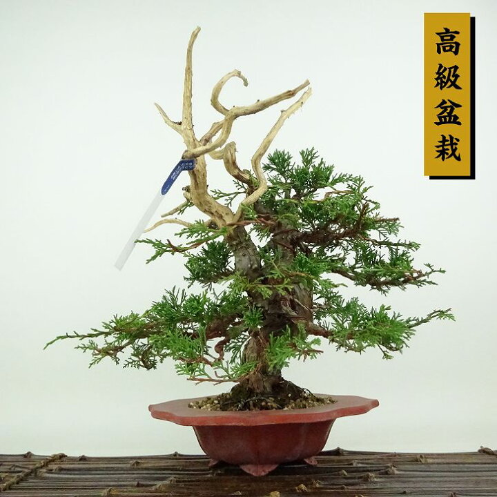 楽天市場】盆栽 真柏 樹高 約27cm しんぱく 高級盆栽 Juniperus 