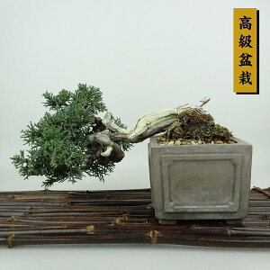 ~ ^  ㉺ 10cm ς ~ Juniperus chinensis VpN W V qmL Ύ Ϗܗp i i