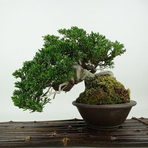 ~ ^  14cm ς Juniperus chinensis VpN W V qmL Ύ Ϗܗp i i