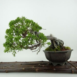 ~ ^  17cm ς Juniperus chinensis VpN W V qmL Ύ Ϗܗp i i