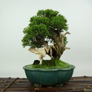 ~ ^  19cm ς Juniperus chinensis VpN gW Vh qmL Ύ Ϗܗp i i