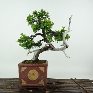 ~ ^    22cm ς Juniperus chinensis VpN W V qmL Ύ Ϗܗp i