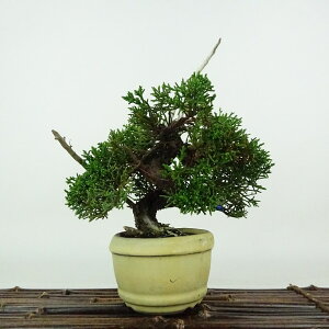 ~ ^  19cm ς Juniperus chinensis VpN W V qmL Ύ Ϗܗp i i