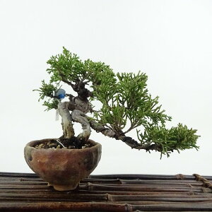 ~ ^  10cm ς Juniperus chinensis VpN qmL Ύ Ϗܗp i i 