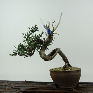 ~ ^  15cm ς Juniperus chinensis VpN W V qmL Ύ Ϗܗp i i 