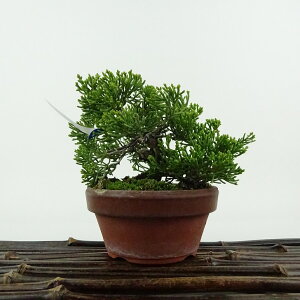 ~ ^  8cm ς Juniperus chinensis VpN qmL Ύ Ϗܗp i i 