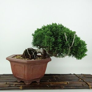 ~ ^  16cm ς Juniperus chinensis VpN W V qmL Ύ Ϗܗp i i