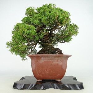~ ^  28cm ς Juniperus chinensis VpN gW Vh qmL Ύ Ϗܗp i
