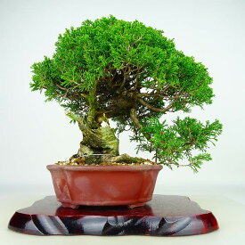 盆栽 真柏 樹高 約32cm しんぱく Juniperus chinensis シンパク “ジン シャリ” ヒノキ科 常緑樹 観賞用 現品