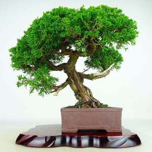 ~ ^  31cm ς Juniperus chinensis VpN gW Vh qmL Ύ Ϗܗp i