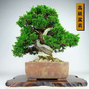 ~ ^  35cm ς ~ Juniperus chinensis VpN gW Vh qmL Ύ Ϗܗp i