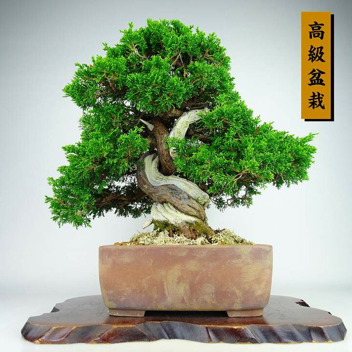 楽天市場】盆栽 真柏 樹高 約35cm しんぱく 高級盆栽 Juniperus 