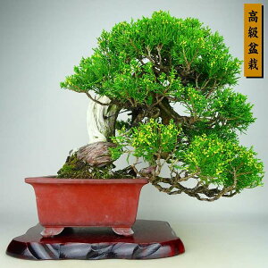 ~ ^  ㉺ 32cm ς ~ Juniperus chinensis VpN gW Vh qmL Ύ Ϗܗp i